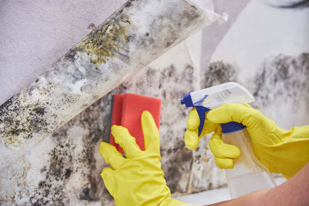 Best Mold Remediation for Rental Properties  in USA